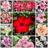 20 Pcs Wüstenrose Samen, Sukkulenten Samen, Blumenwiese Samen, Steingartenpflanzen Winterhart (Adenium Obesum) Topfpflanzen Draußen Winterhart, Frühlingsblumen, Blumensamen Gastgeschenk