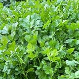 koriander samen bio pflanzen, koriandersamen bodendecker winterhart bio saatgut kräuterpflanzen hochbeet balkon pflanzen für draußen balkon pflanze bio saatgut seltene pflanzen stauden 200pcs