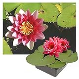 Echte Seerosen Winterhart im bunten Mix Teich Pflanzen, Aquarium Pflanzen Teichpflanzen im Pflanzkorb Wasserpflanzen Seerose Nymphaeae Anzuchtset Teichpflanzen winterhart (1 See Rose Rot)