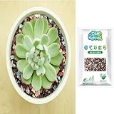 Kasmole 500g Natur Vulkangestein Für Blumentopf Dekosteine - Bonsai Kieselsteine - Lavamulch Lavagranulat - Pflanztöpfe Topping Deko Blumenerde Drainage Substrat | Für Garten Sukkulenten Kakteen