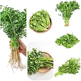koriander samen bio pflanzen, koriandersamen pflanzensamen saatgut alte sorten gemüsesamen dekopflanzen bodendecker pflanzen winterhart stauden winterhart bio saatgut kräuterpflanzen 500pcs