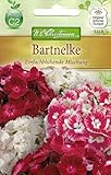 Chrestensen Bartnelke 'Einfachblühende Mischung'