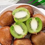 kiwi - kiwibeeren hochbeet balkon winterharte mehrjährig für bio 280samen