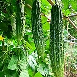 bittermelonesamen, bitter gourd bittermelone bio exotische winterhart wintergemüse 150pcs