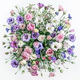 515 Winterharte Eustoma Dornenlose Rose Samen – Lisianthus Blumensamen für Innen- & Außenanbau, Perfekt für Garten, Balkon & Schnittblumen – Inklusive Dünger (515 Bunte-Inklusive Dünger)
