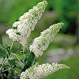 Schmetterlingsflieder White Profusion - Sommerflieder (Buddleja) Pflanze in weiß, halbschattig und winterhart - Flieder-Strauch von Garten Schlüter