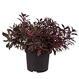 Weigelie 'Wine and Roses', Blütenstrauch, pflegeleicht, Gartenpflanze, Sommerblüher, rosa, attraktive Blätter, bienenfreundlich, winterhart