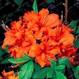 Generische frische 200 Stück Rhododendron-Blumensamen zum Pflanzen von Orange