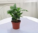 GASMIS - Coffea arabica - Kaffeepflanze - Zimmerpflanzen - Grüne Pflanze -echte Pflanze- Topf 12cm - Höhe ca. 25-40cm