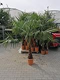 XXL Winterharte Hanfpalme Trachycarpus Fortunei 180-220 cm - Robuste Pflanze für Garten & Terrasse, frostbeständig bis -18°C, exotisches Flair für Ihr Zuhause