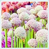 Allium Zwiebeln-Winterhart MehrjäHrig Allium Zwiebeln Winterhart Allium Giganteum Zwiebeln Zuverlässiger Verkäufer-4zwiebeln-d