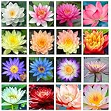 35 Stück Bonsai Lotus Samen für die Bepflanzung Seerose Blume Pflanze Lotusblume Samen Lotus Samen für Wasserschale Great for Beginners and Seasoned Gardeners Alike