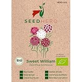 Seedhero BIO Bartnelke Sweet William Samen