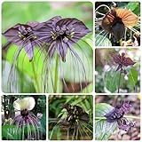 20 Pcs Fledermausblume Pflanze Samen - Winterharte Pflanzen Für Garten, Pflanzen Garten (Tacca Chantrieri) Stauden Winterhart Mehrjährig, Deko Blumen Blumenwiese Samen, Balkonpflanzen