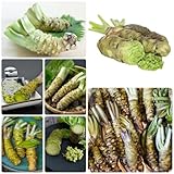 300 Pcs Wasabi Samen - Eutrema Wasabi - Kräutergarten Balkon, Gemüse Frisch, Balkon Gemüse, Wasabi Samen Bio, Saatgut Wintergemüse, Kräuter Pflanzen, Alte Gemüsesorten Samen, Indoor