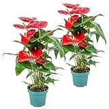 Bloomique - 2er Set - Anthurium Andreanum - Rot - Flamingoblume - Blühende Zimmerpflanzen - Pflegeleicht - Höhe 30-40 cm - Topf 12 cm