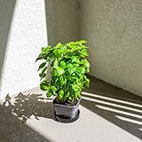 250 pcs Basilikum Samen Bio, Basil Seeds, Ocimum Basilicum - Kräuter, Gemüsesamen Winterhart Gartenkräuter, Wintergemüse Kräuter Saatgut, Balkon Kräutergarten Gemüsesamen, Indoor Kräutergarten