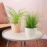 2 x Haustierfreundliches Pflanzenbundle - Zwillingspackung mit Cyperus Zumula und Chlorophytum Variegatum - Innenpflanzenmix aus katzenfreundlichem Gras und Spinnenpflanzen in 12 cm Töpfen.