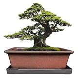 MUZHI Dekorativer Bonsai-Pflanztopf aus Keramik, 21,6 cm, mit Tablett, atmungsaktiv, unglasiert, rechteckig, Terrakotta, Ton, Topf für Baum, Sukkulenten, Kakteen, drinnen und draußen, Rotbraun