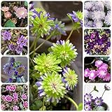 leberblümchen, hepatica küchenkräuter, seltene deko wildkräuter, balkon steingartenpflanzen winterhart gartenblumen bio 60samen