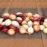 FLORTUS – Wintersteckzwiebel Disco-Mix 500 g Netz zertifiziertes Pflanzgut – Zwiebelgröße 8-21 mm, für den Anbau von gelben, weißen und roten aromatischen Zwiebeln – Ideal für Garten & Hochbeet