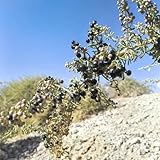 Schwarze Goji BeerenSamen, gojibeeren garten Lycium ruthenicum, Wolfsbeeren, strauch kräutergarten bodendecker 50pcs