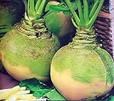 400 Samen Steckrüben Rüben Wintergemüse Kohl Kohlrüben
