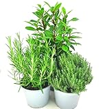 XL Kräuter-Set 'Toscana' echter Lorbeer - Rosmarin - Thymian