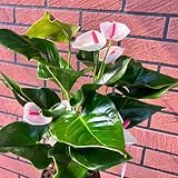 50 pcs Anthurium Samen - luftreinigende zimmerpflanzen samen Anthurium Clarinervium - Flamingoblume - indoor plants pflanzensamen zimmerpflanze, luftreinigende zimmerpflanzen exotische