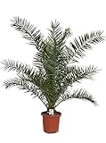 Kanarische Dattelpalme 130–150 cm – Phoenix canariensis – robuste Phönixpalme für Garten, Terrasse & Balkon – pflegeleicht, immergrün, mediterrane Kübelpflanze