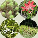 WASSERPFLANZEN WOLFF - FROG-ISLAND rot - SCHWIMMINSEL inklusive Pflanzen - REIHERSCHUTZ - 4er-Mix mit Pflanzinsel - QUALITÄTSSTAUDEN im Pflanzkorb - Frosch-Insel für Gartenteich