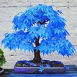 Haloppe 20 Stück blaue Ahorn-Pflanzen-Samen für die Hausgartenbepflanzung, schöne seltene blaue Ahorn-Samen, Bonsai-Pflanzen, Garten, Haus, Baumdekoration