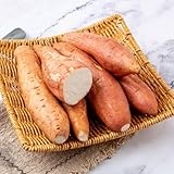 süßkartoffelsamen - alte sorten, seltene bio garten hochbeete für 30pcs