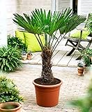 Seltene Trachycarpus Wagnerianus Hanfpalme bis 100 cm Höhe Frosthart bis -19 Grad