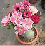 Mehrjährige ist winterhart,Hervorragende Verzierung,Seltene WüStenrose,Ausgezeichnete Verzierung.-1rhizome-N