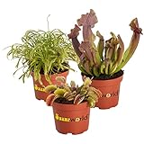 vdvelde.com - Swampworld Fleischfressende Pflanzen Echt Set 3 - Pflanze Arten: 1x Venusfliegenfalle, 1x Sonnentau & 1x Schlauchpflanze - Zimmerpflanzen Topf-Ø 9 cm, Pflanzenhöhe: 10-20 cm