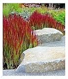 BALDUR Garten Ziergras 'Red Baron', 3 Pflanzen, Japanisches Blutgras Flammengras, Imperata cylindrica, Garten-Ziergräser, winterharte Staude, mehrjährig, Pennisetum orientale