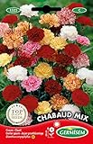Germisem Gartennelken EC1523 mehrfarbig