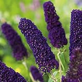 Garten Schlüter - Schmetterlingsflieder Black Knight - Sommerflieder (Buddleja) Pflanze in dunkel-violett, lila halbschattig und winterhart - Flieder-Strauch