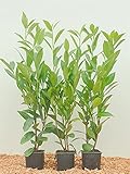 Kirschlorbeer Heckenpflanzen immergrün Sichtschutz Prunus lauroc im Topf gewachsen 20-40cm (10 Stück)