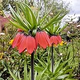 Kaiserkronen knollen mehrjährig， kaiserkrone zwiebel kaufen - deko garten，blumen zum einpflanzen，deko wohnzimmer modern blumen garten，gartenblumen，Farbenprächtige pflanzen 3pcs