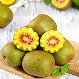 kiwi - kiwibeeren gewächshaus frisch bio deko garten balkon winterharte 120samen