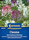 Kiepenkerl Cleomesamen Spinnenpflanze Mischung 1067250 – imposante, buschig wachsende Beetblume mit filigranen Blüten - Pflanzen, Blumensamen, Saatgut