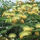 Seidenbaum Samen, Schlafbaum Samen, pflanzen für sonnige plätze Albizia julibrissin Samen, baum pflanzen bäume kaufen steingartenpflanzen winterhart topfpflanzen draußen winterhart 20pcs