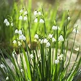 märzenbecher zwiebeln winterhart mehrjährig - winterharte stauden blumenzwiebel pflanzen deko - Seltene Pflanzen serie - winterharte pflanzen für balkon indoor garten frühlingsblumen 15pcs