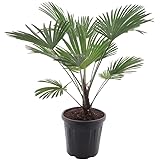 Wagnerpalme Frosty - Hanfpalme - Trachycarpus wagnerianus Frosty - Gesamthöhe 90-110 cm - Topf Ø 30 cm