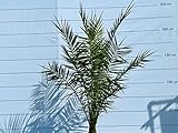 Sunny Tree - Palme - Phoenix canariensis - 140-160 Zentimeter - Kanarische Dattelpalme - Palme für den Innen- und Außenbereich - Exotische Pflanzen - Gartenpalme - A+