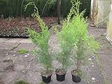 Thuja Lebensbaum 'Brabant' 80-90 cm 50 St. Hecke Heckenpflanzen