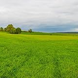 Rasensamen, Grassamen, garten Rasensamen Schnellkeimend Herbst, bio zoysia grassamen balkon bodendecker winterhart mehrjährig gartenarbeit geschenk 3000pcs