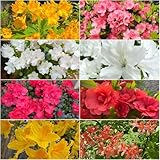 rhododendron winterhart - dekopflanzen zierbaum winterhart garten winterharte bonsai rhododendron immergrüne kübelpflanze azalee balkonpflanzen 120samen